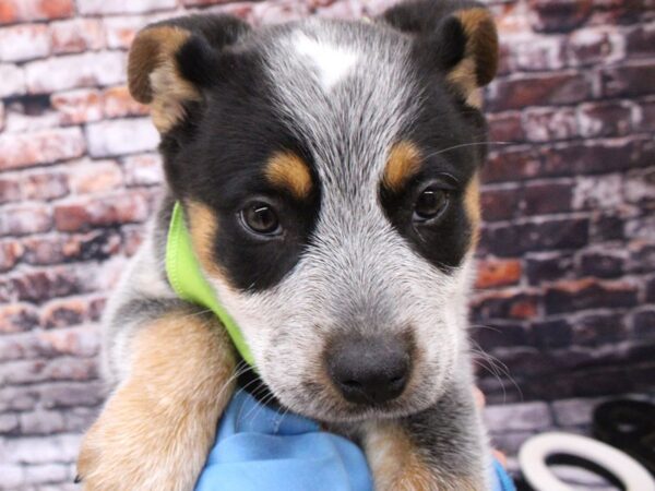 Australian Cattle Dog DOG Male Blue Heeler 16204 Petland Wichita, Kansas