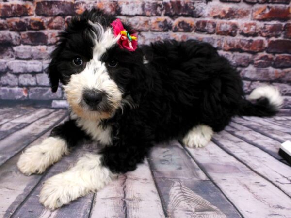 Aussiedoodle DOG Female Black & White 16202 Petland Wichita, Kansas