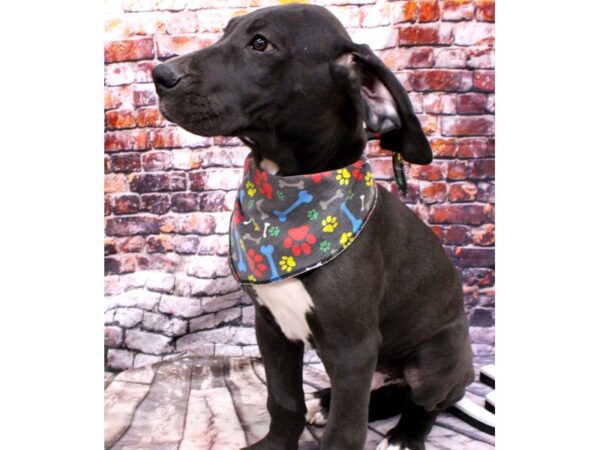 Great Dane DOG Male Black w/White 16190 Petland Wichita, Kansas