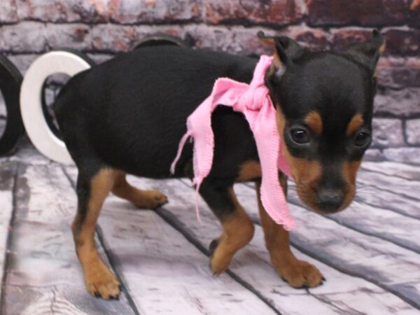 Miniature Pinscher DOG Female Black & Tan 16188 Petland Wichita, Kansas