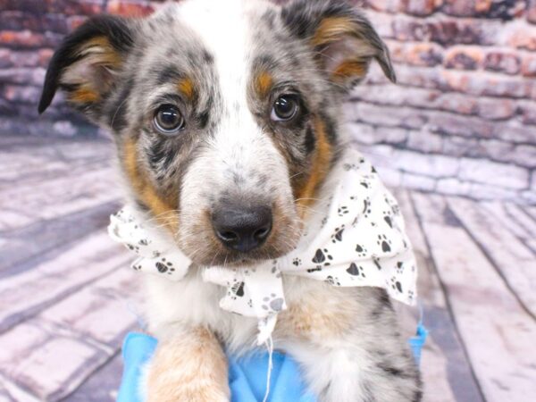 Texas Heeler-DOG-Male-Blue Merle-16197-Petland Wichita, Kansas