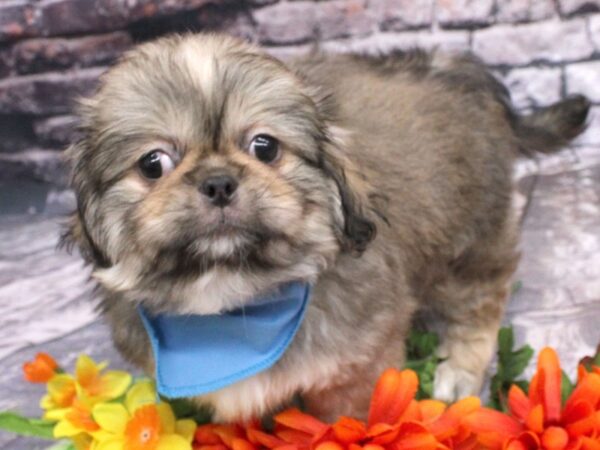 Pekingese DOG Male Sable 16189 Petland Wichita, Kansas