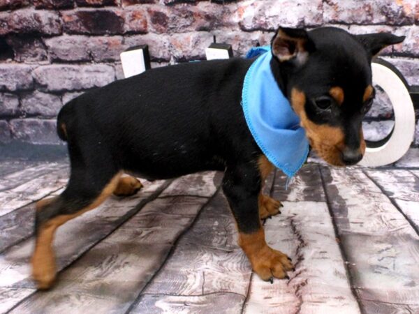 Miniature Pinscher DOG Male Black & Tan 16187 Petland Wichita, Kansas