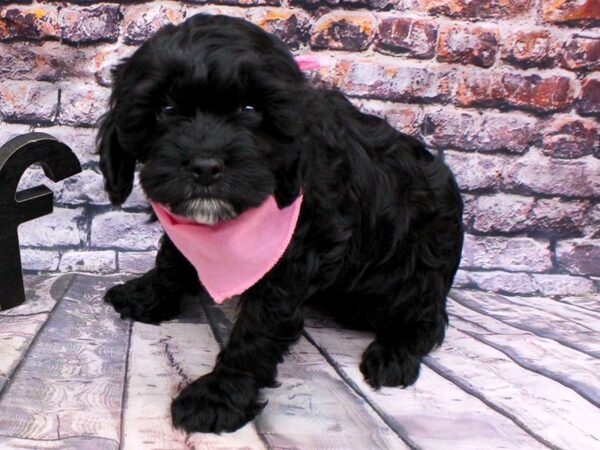 Cockapoo DOG Female Black 16198 Petland Wichita, Kansas