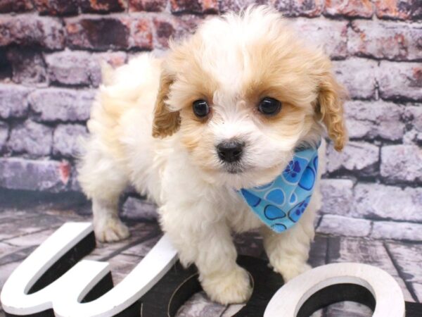 Cavachon-DOG-Male-Blenheim-16199-Petland Wichita, Kansas