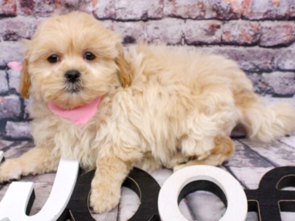 Shihpoo-DOG-Female-Apricot-16200-Petland Wichita, Kansas