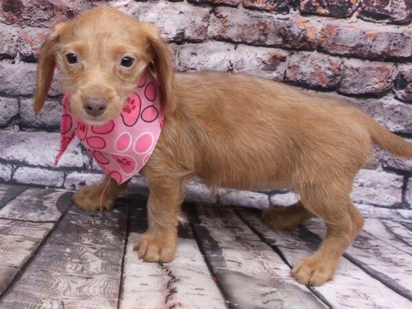 Miniature Dachshund DOG Female Long Hair - Isabella Lilac 16196 Petland Wichita, Kansas