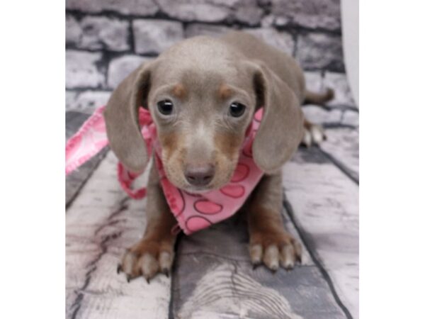 Miniature Dachshund DOG Female Smooth Coat - Isabella Blue & Cream 16195 Petland Wichita, Kansas