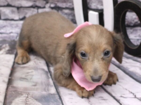 Miniature Dachshund DOG Female Long Hair - Isabella Blue & Cream 16194 Petland Wichita, Kansas