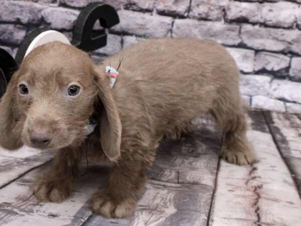 Miniature Dachshund DOG Male Long Hair - Isabella Blue 16193 Petland Wichita, Kansas