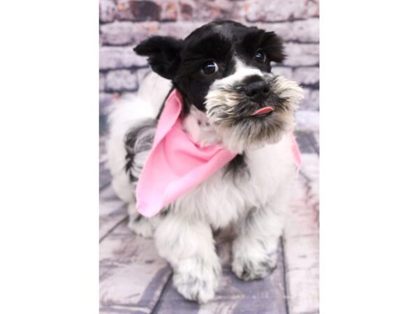 Miniature Schnauzer-DOG-Female-Salt & Pepper-16149-Petland Wichita, Kansas