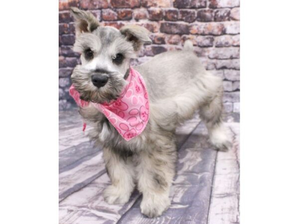 Miniature Schnauzer DOG Female Black Parti 16148 Petland Wichita, Kansas