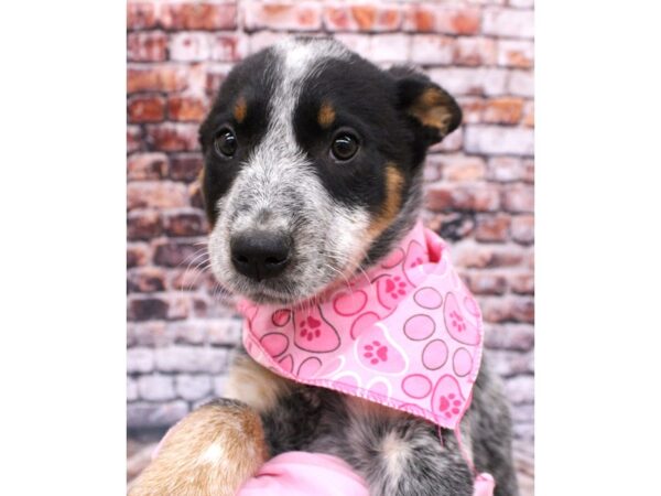 Australian Cattle Dog-DOG-Female-Blue Heeler-16218-Petland Wichita, Kansas