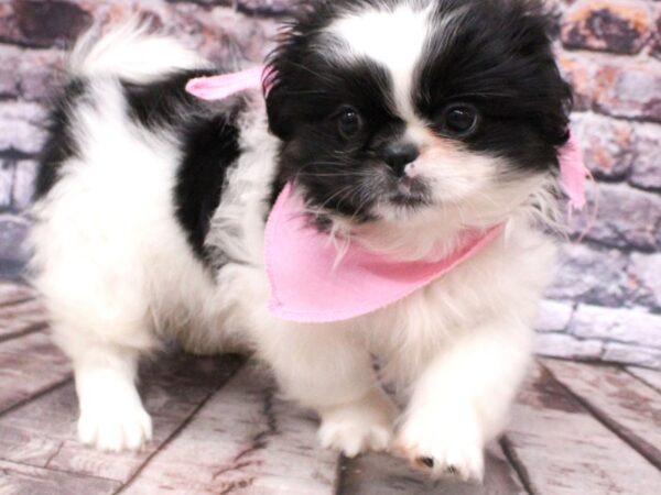 Pekingese DOG Female Black & White 16216 Petland Wichita, Kansas