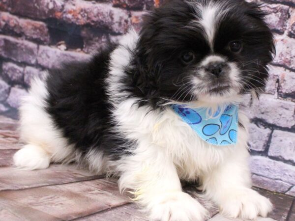 Pekingese DOG Male Black & White 16214 Petland Wichita, Kansas