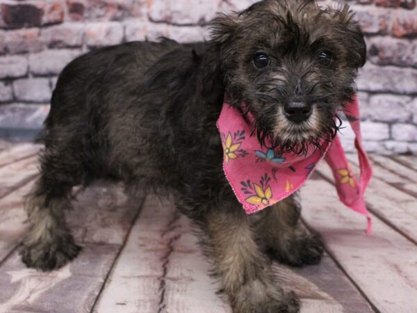 Miniature Schnauzer DOG Female Salt & Pepper 16212 Petland Wichita, Kansas