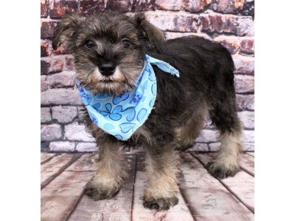 Miniature Schnauzer-DOG-Male-Salt & Pepper-16210-Petland Wichita, Kansas