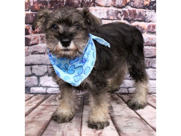 Miniature Schnauzer DOG Male Salt & Pepper 16210 Petland Wichita, Kansas