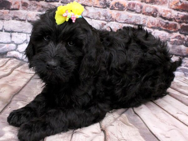 Goldendoodle-DOG-Female-Black-16208-Petland Wichita, Kansas