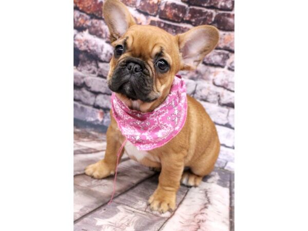 French Bulldog DOG Female Red Fawn w/Black Mask 16206 Petland Wichita, Kansas