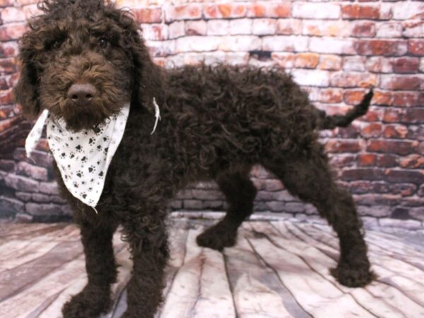 Goldendoodle DOG Male Chocolate 16217 Petland Wichita, Kansas