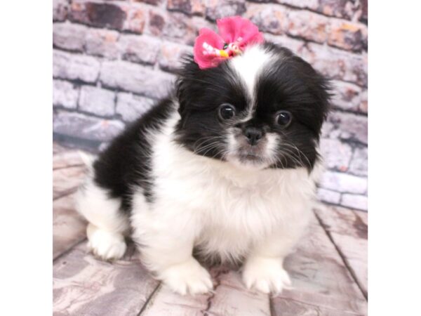 Pekingese-DOG-Female-Black & White-16215-Petland Wichita, Kansas