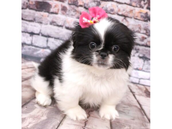 Pekingese DOG Female Black & White 16215 Petland Wichita, Kansas