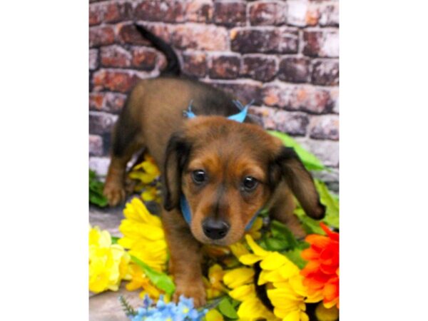 Miniature Dachshund DOG Male Long Hair - Wild Boar 16213 Petland Wichita, Kansas