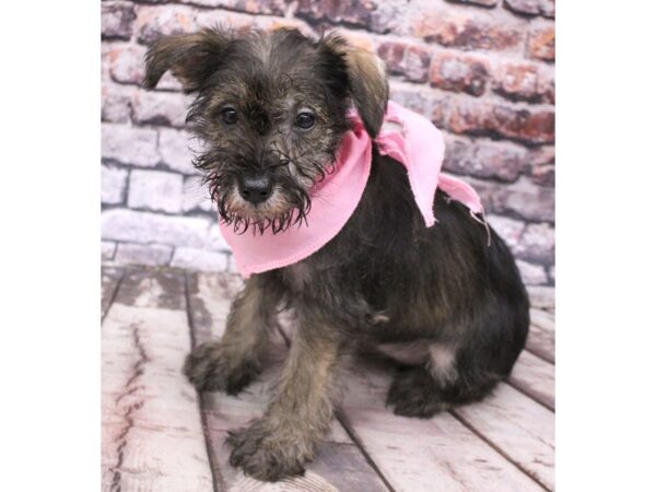 Miniature Schnauzer DOG Female Salt & Pepper 16211 Petland Wichita, Kansas