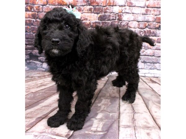 Goldendoodle DOG Female Black 16209 Petland Wichita, Kansas