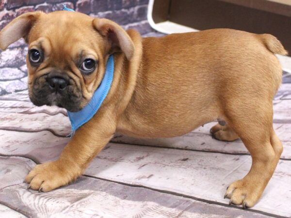 French Bulldog-DOG-Male-Red Fawn w/Black Mas-16205-Petland Wichita, Kansas