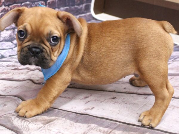 French Bulldog DOG Male Red Fawn w/Black Mas 16205 Petland Wichita, Kansas