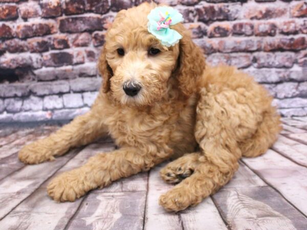 F1B Goldendoodle DOG Female Red Gold 16251 Petland Wichita, Kansas