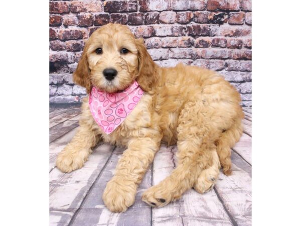 F1B Goldendoodle DOG Female Red Gold 16250 Petland Wichita, Kansas