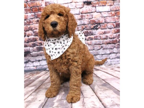 F1B Goldendoodle-DOG-Male-Red-16249-Petland Wichita, Kansas