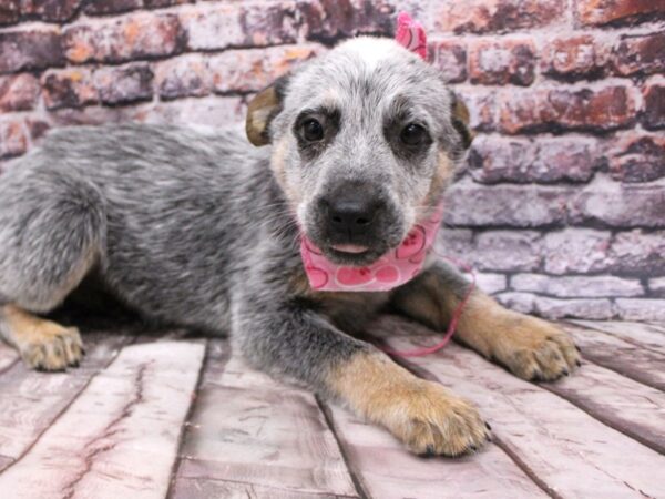 Australian Cattle Dog DOG Female Blue Heeler 16248 Petland Wichita, Kansas