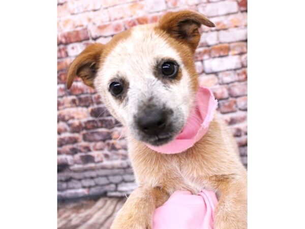 Australian Cattle Dog DOG Female Red Heeler 16247 Petland Wichita, Kansas