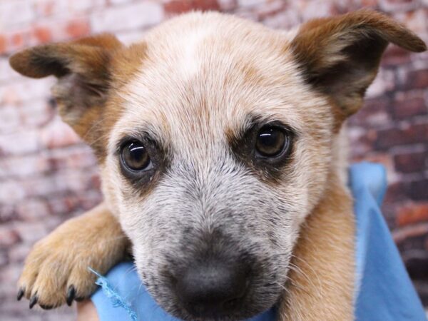 Australian Cattle Dog DOG Male Red Heeler 16246 Petland Wichita, Kansas