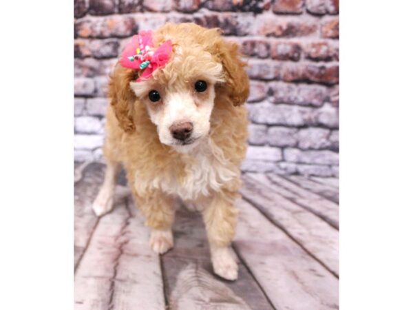 Miniature Poodle-DOG-Female-Apricot-16245-Petland Wichita, Kansas