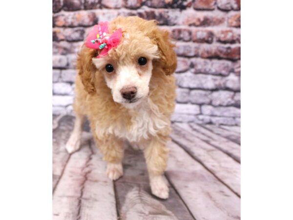 Miniature Poodle DOG Female Apricot 16245 Petland Wichita, Kansas