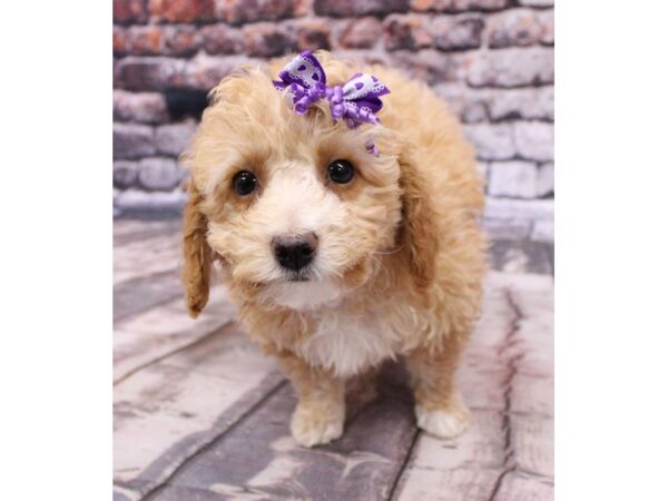 Miniature Poodle-DOG-Female-Apricot-16244-Petland Wichita, Kansas