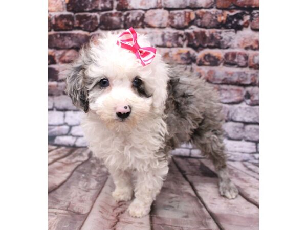 Miniature Poodle DOG Female Blue Merle 16243 Petland Wichita, Kansas