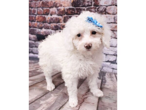 Miniature Poodle DOG Male White 16241 Petland Wichita, Kansas