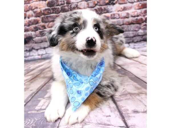 Miniature Australian Shepherd-DOG-Male-Blue Merle-16240-Petland Wichita, Kansas