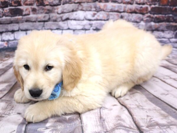 Golden Retriever DOG Male Golden 16239 Petland Wichita, Kansas