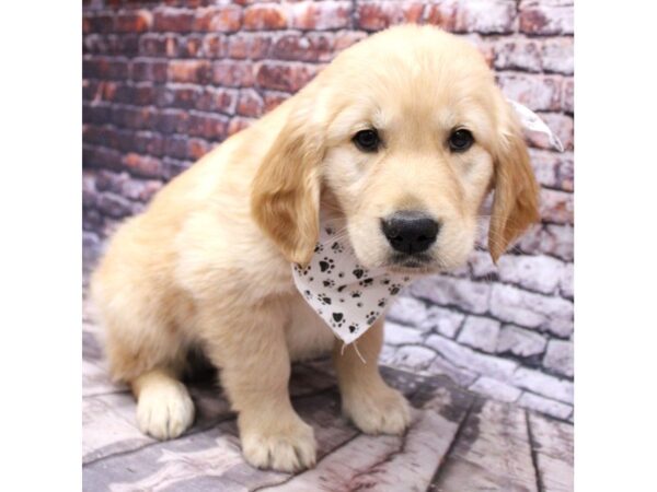 Golden Retriever-DOG-Male-Golden-16238-Petland Wichita, Kansas