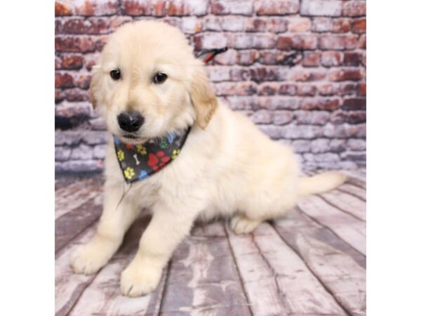 Golden Retriever-DOG-Male-Golden-16237-Petland Wichita, Kansas