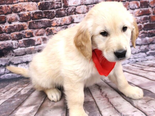 Golden Retriever-DOG-Male-Golden-16236-Petland Wichita, Kansas