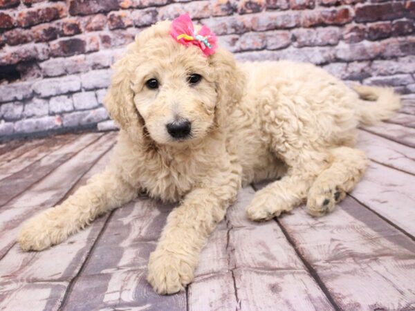 F1B Goldendoodle-DOG-Female-Champagne-16235-Petland Wichita, Kansas