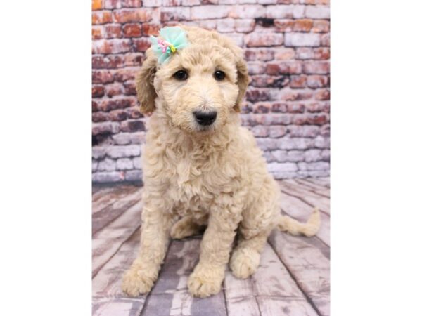 F1B Goldendoodle DOG Female Gold 16234 Petland Wichita, Kansas